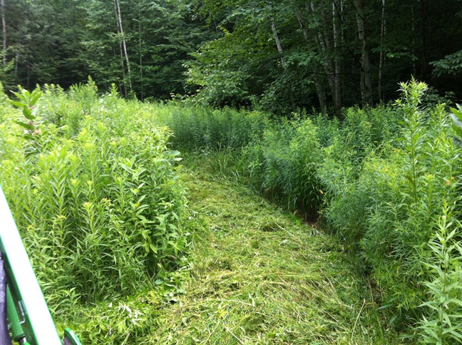 Food Plot 2